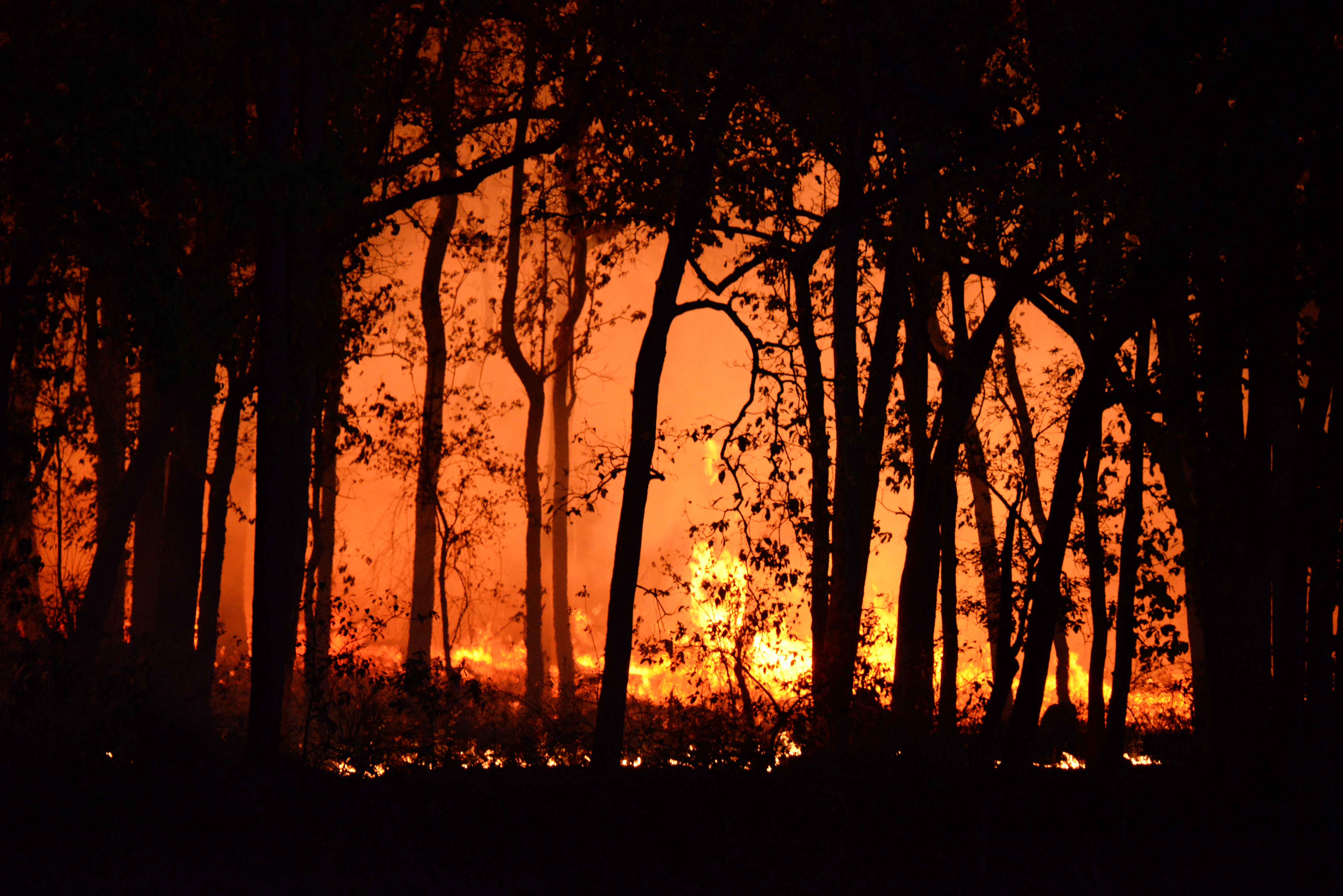 Forest Fire: Image Credits to Deep Rajwar